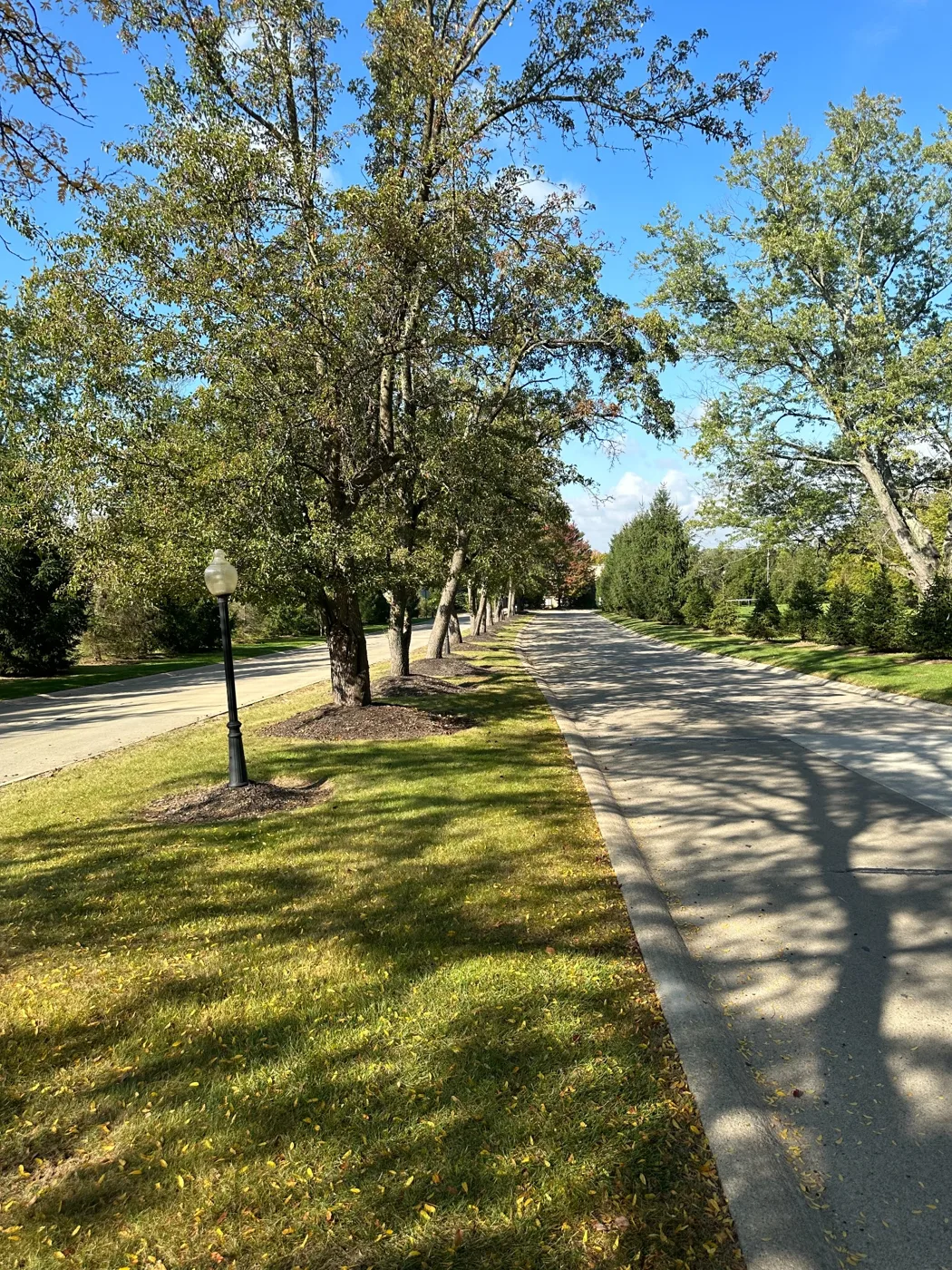 Tree-lined community road